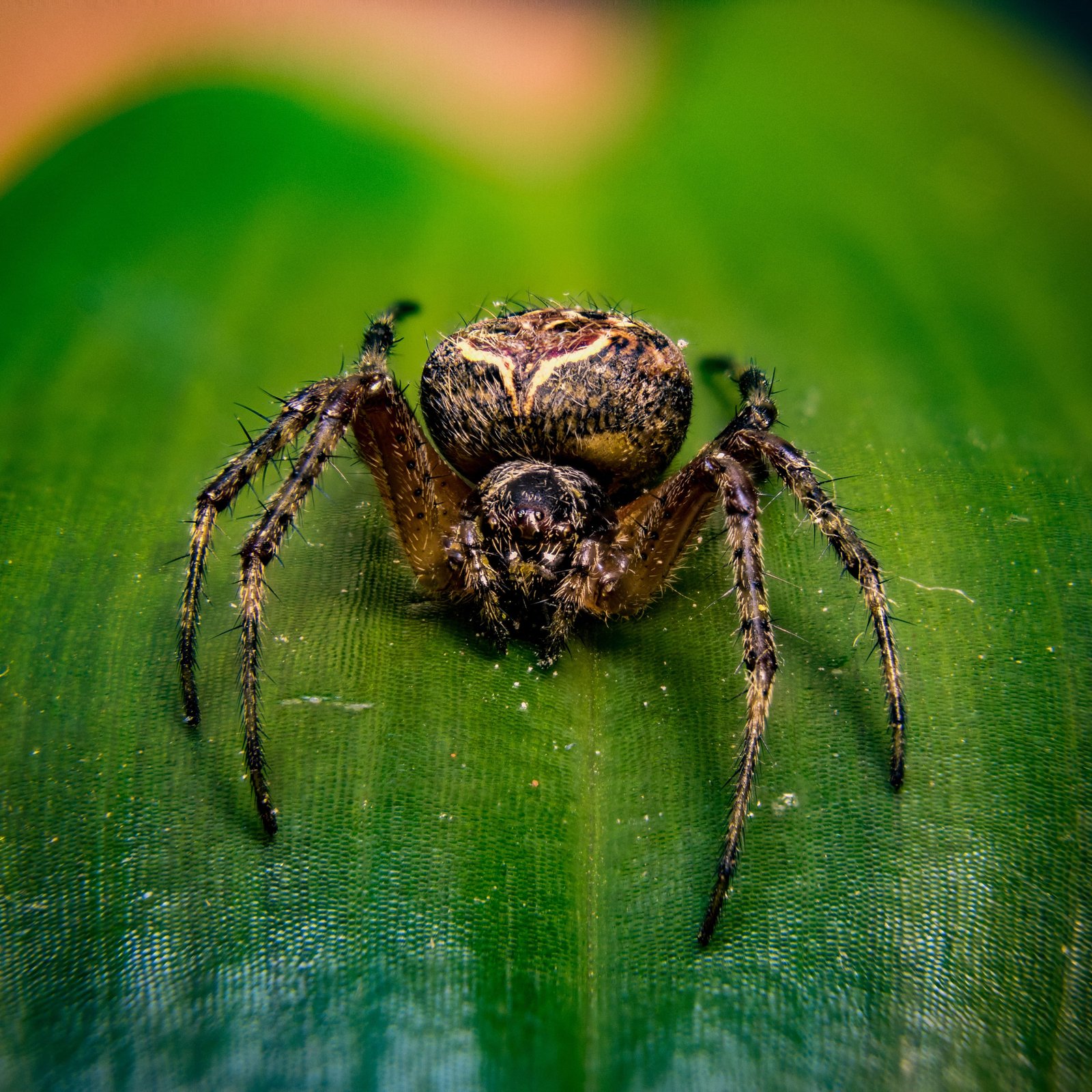 De l’araignée banane à la veuve noire : 5 araignées dont le venin fait peur